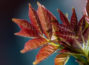 Ash Dieback Hampshire